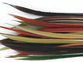 Turkey Biot Quills