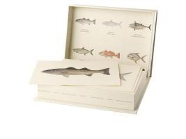 Saltwater Gamefish Card Set by Flick Ford